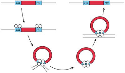 Hijacking Transposable Elements for Saturation Mutagenesis in Fungi